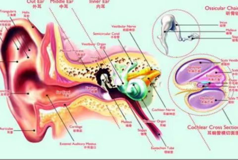 耳鸣耳聋怎么治？给你的健康支招