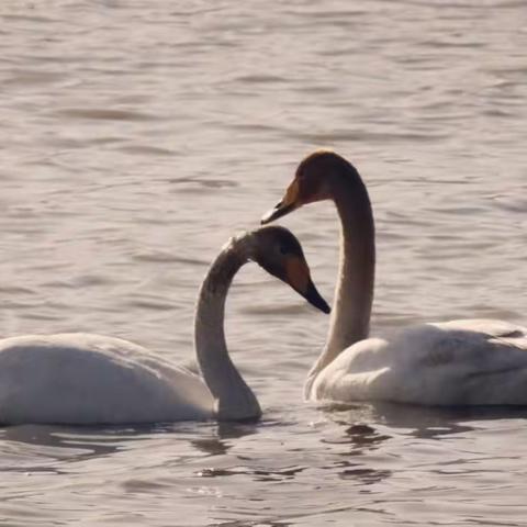 青海贵德千姿湖略影