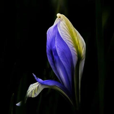 碧蓝马莲迎端午