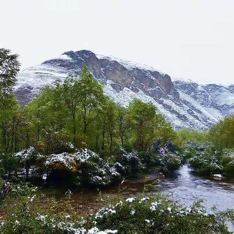 高原夏日之雪韵