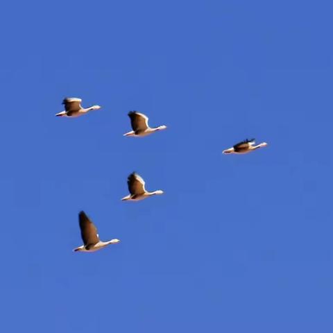 青海格尔木湿地之精灵