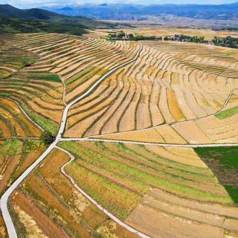 金色大地，流金岁月（记大通县域秋色）摄影：吉祥年 编辑：吉祥年