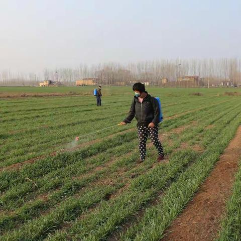 惊蛰到 春耕忙 平安街道防疫生产两不误