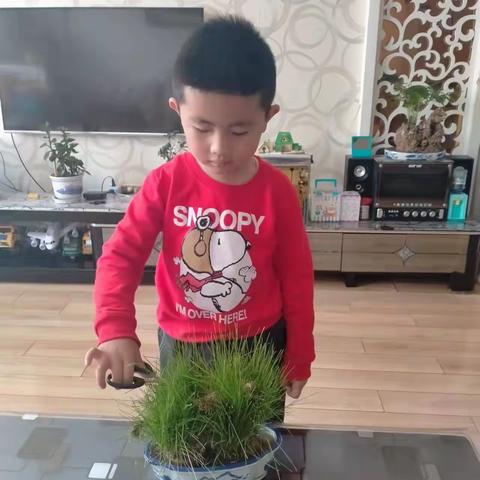 【和启心智 美润童心】                                     合作市第四幼儿园中一班种植活动掠影