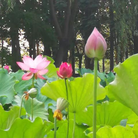 夏雨荷