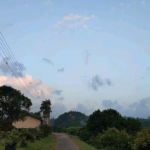 科伦坡郊外的晨光，温润沁心，鸟语花香