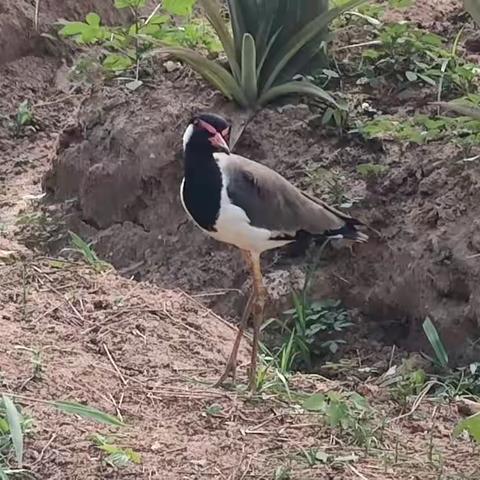 这是鸟吗？Sri Lanka
