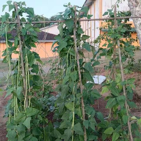 A little vegetable garden