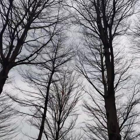 逆行的树