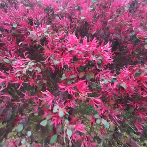 花开，不可阻挡（外二首）