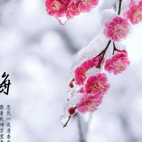 踏雪寻梅