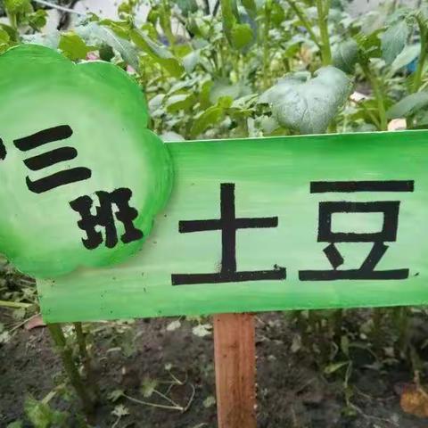    种土豆