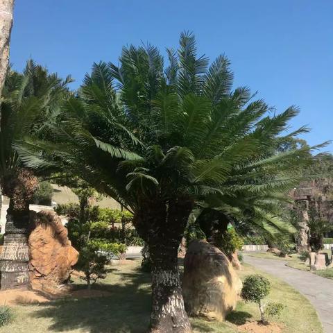 仙湖植物园一曰游2018/01/19
