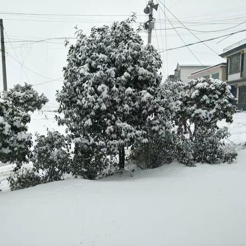 瑞雪兆丰年！2018年12月底，家乡下了6寸厚的大雪，家门前校园里，粉妆玉砌，风光无限！雪里江山美，花间岁月新！