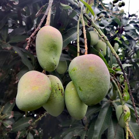 奥小姐和奥小妹夜话奥密