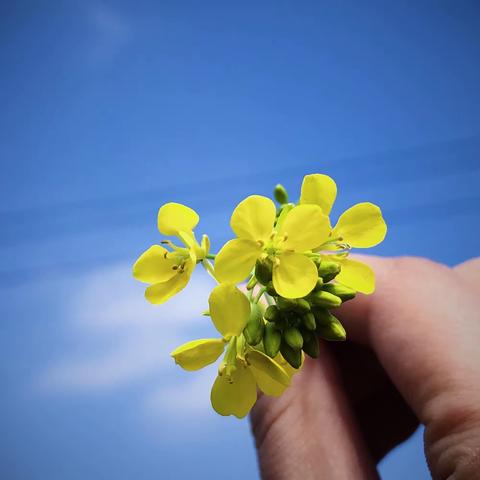 “温情三月，感恩有你”||新华幼儿园青少年宫分园中三班“三八”家庭教育系列活动