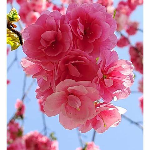 “疫散终有时”春暖花自开