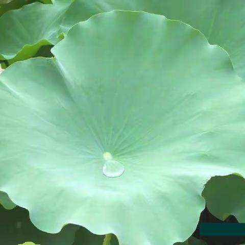 课文 13 《荷叶圆圆》