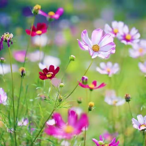五月     时光不语      静待花开
