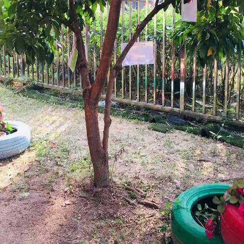 春风十里，绿意萌萌——明泉第二幼儿园植树节活动
