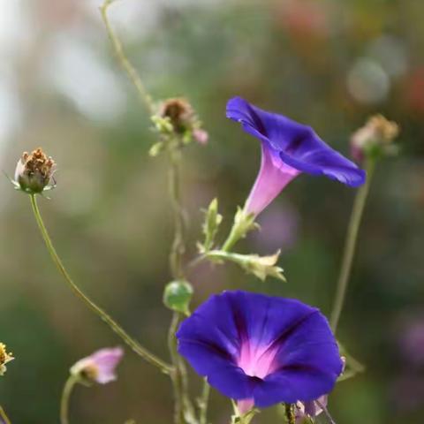 牵牛花开