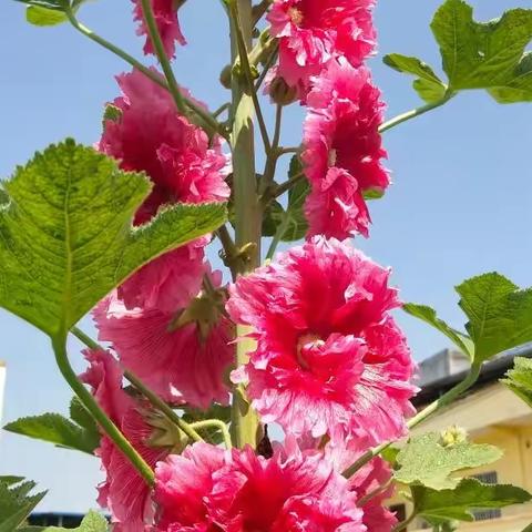 春暖花开，美好“食”光！——宾阳县中华镇中心幼儿园2022年春学期大一班春日野餐体验活动