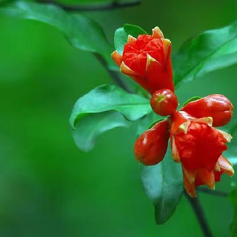 [悦读阅美]“文华家庭”亲子阅读，精彩分享 --我和女儿共读《石榴花开》有感