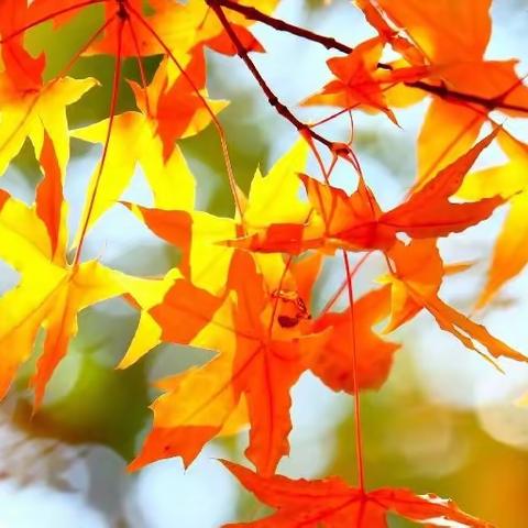 初秋中那一抹深思与忧伤