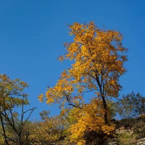 出游赏景，登高远望。--《秋韵似锦，画卷清醉》