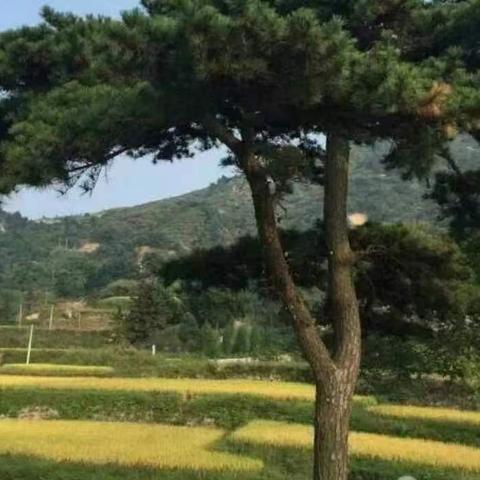 [纯真年代]--忆我的小学时光