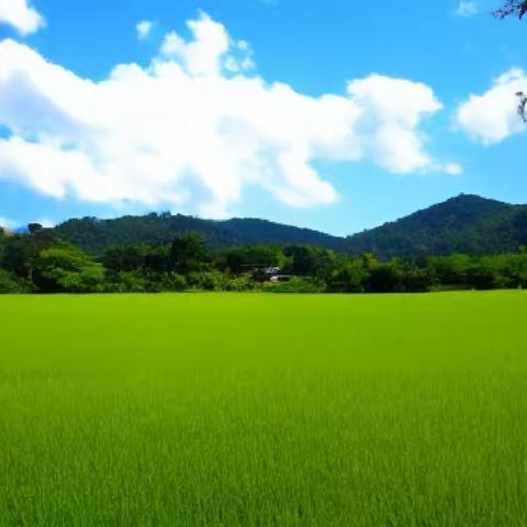 散文诗 《激情八月》