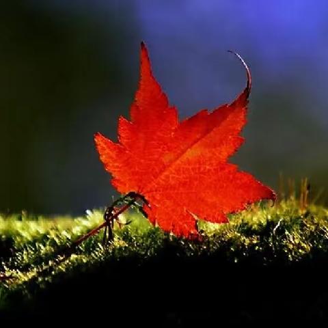 散文诗 《入秋》