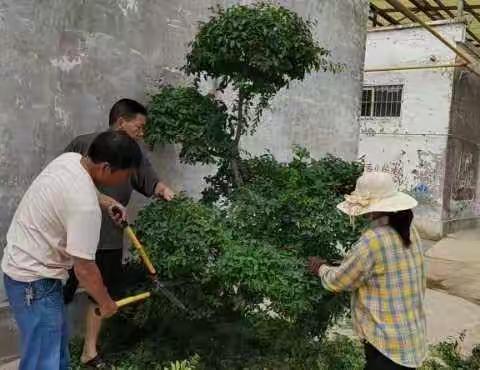 修剪景观树，提升道路景观
