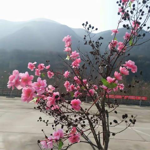 徒步春游，媲美桃花 ――坡头乡中心小学庆“3·8妇女节”活动