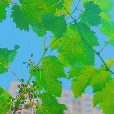 【十二幼·中班组】——夏日的向往