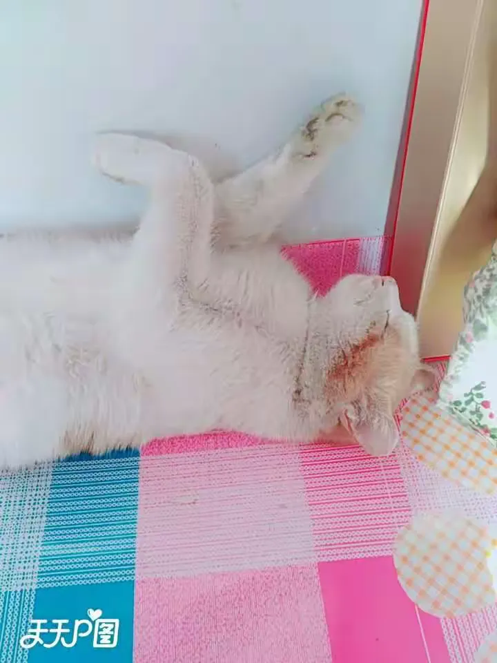 真能睡，四脚朝天的