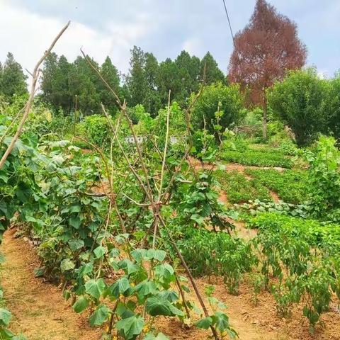 金蛋事业部厂庆报道七：迎场庆，三台养殖场美化环境行动中