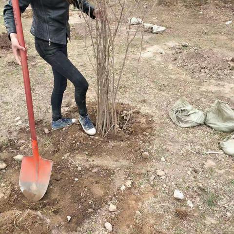 “拥抱春天、播种绿色”的家园共育植树节活动！🌱🌴🌲🌳