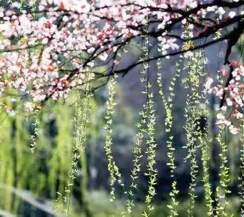 研学不辍促成长，名师聚力共前行——云南省基础教育领域袁蕾名师工作室线上教研观摩学习活动