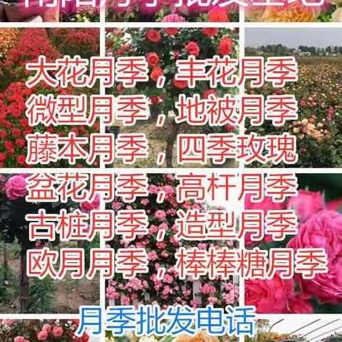 南阳石桥月季小苗批发