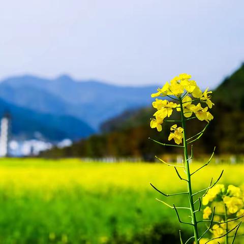 【中三班】阳光明媚，春暖花开