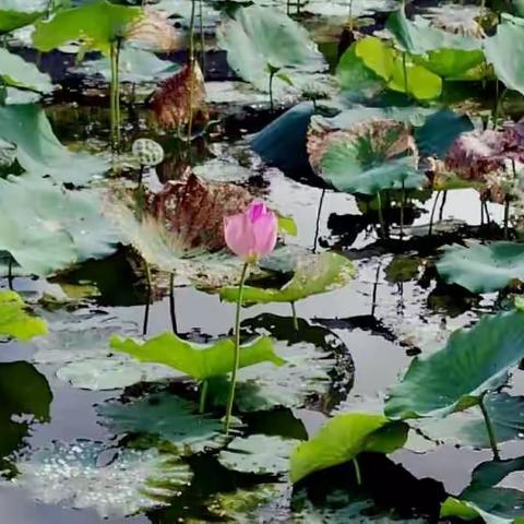 仲秋，巧遇荷花池