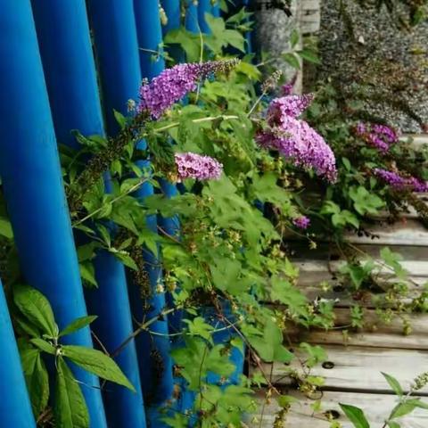 心中有风景，看哪里都美（手机随拍一）