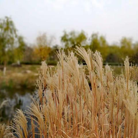 秋日闲游，手机拍摄