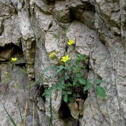 一株小草