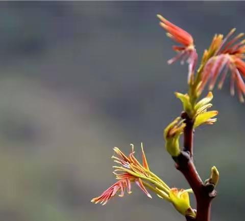 【桃花岛文苑】康敏‖家乡的山野菜