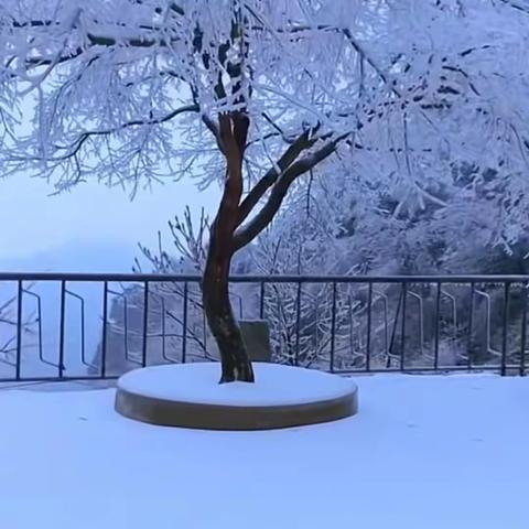 一棵佛前开花的树