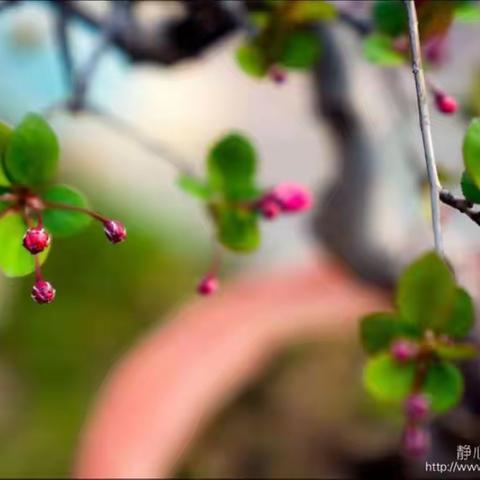春暖小院喜吟