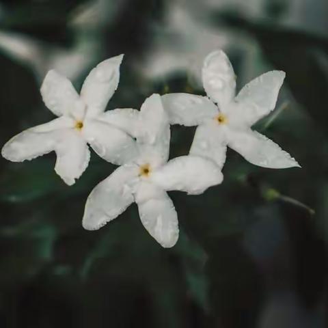 满地梨花坟上雨，一番零落又清明