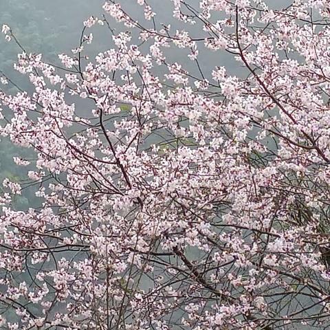 早春抒怀